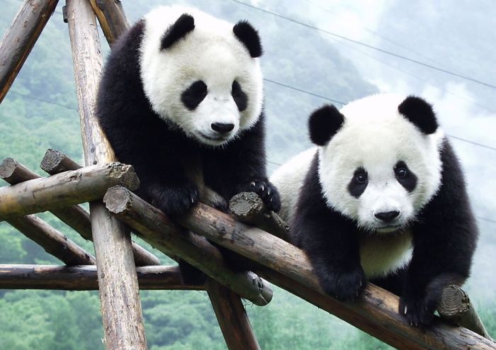 Pandas at Sichuan Giant Panda Sanctuaries (40 pics)