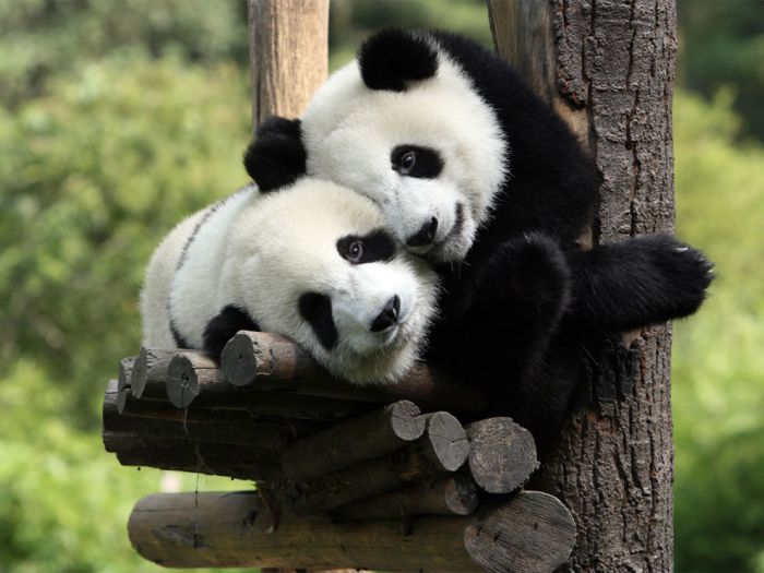 Pandas at Sichuan Giant Panda Sanctuaries (40 pics)