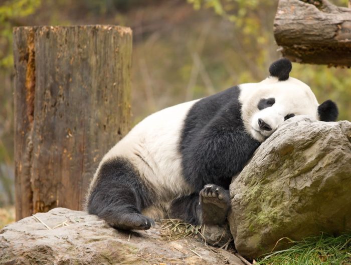 Pandas at Sichuan Giant Panda Sanctuaries (40 pics)