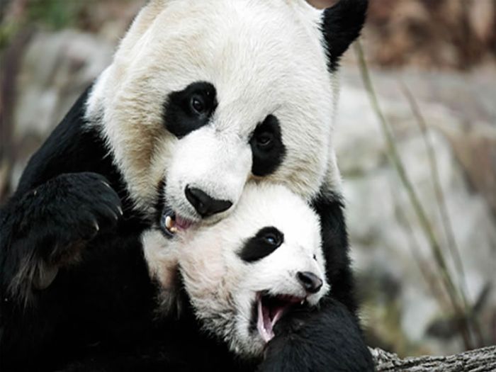 Pandas at Sichuan Giant Panda Sanctuaries (40 pics)