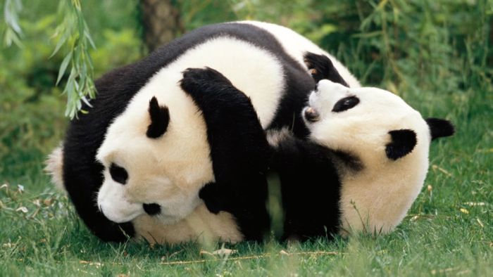 Pandas at Sichuan Giant Panda Sanctuaries (40 pics)