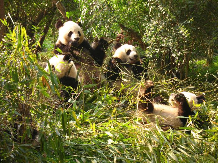 Pandas at Sichuan Giant Panda Sanctuaries (40 pics)