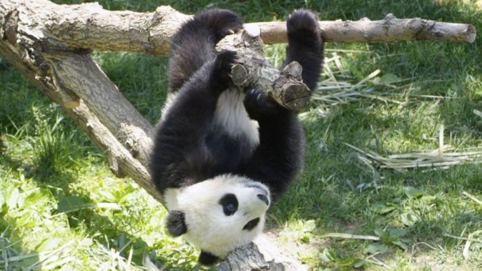 Pandas at Sichuan Giant Panda Sanctuaries (40 pics)