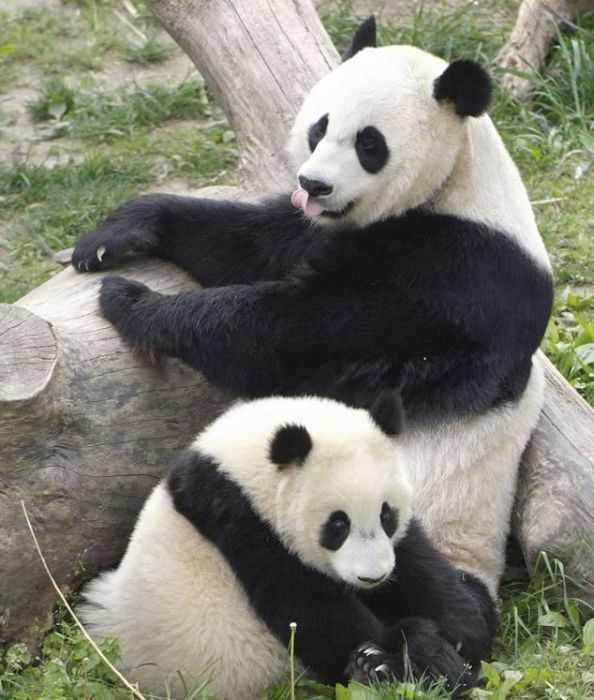 Pandas at Sichuan Giant Panda Sanctuaries (40 pics)