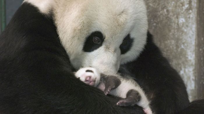 Pandas at Sichuan Giant Panda Sanctuaries (40 pics)