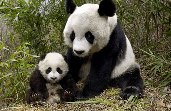 Pandas at Sichuan Giant Panda Sanctuaries (40 pics)