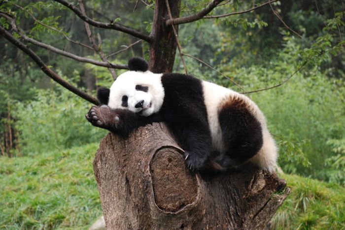 Pandas at Sichuan Giant Panda Sanctuaries (40 pics)