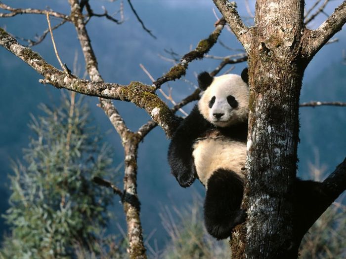 Pandas at Sichuan Giant Panda Sanctuaries (40 pics)