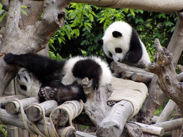 Pandas at Sichuan Giant Panda Sanctuaries (40 pics)