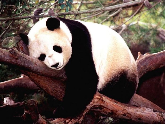 Pandas at Sichuan Giant Panda Sanctuaries (40 pics)