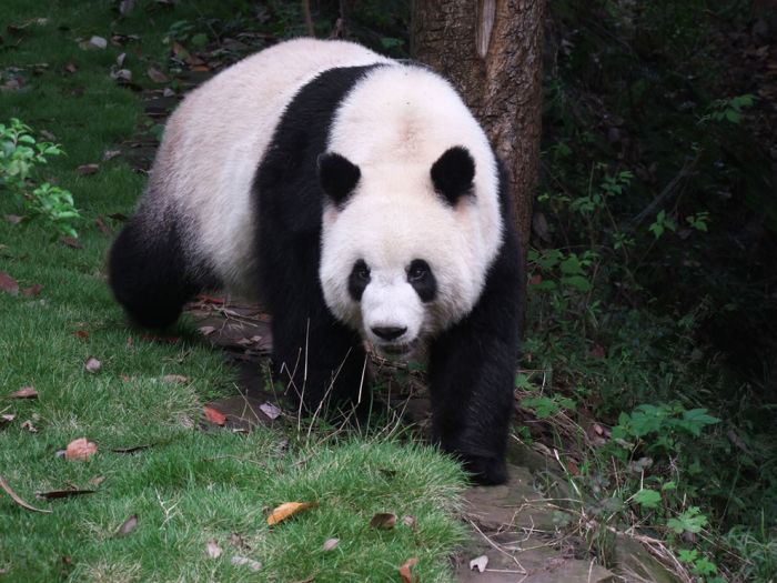 Pandas at Sichuan Giant Panda Sanctuaries (40 pics)