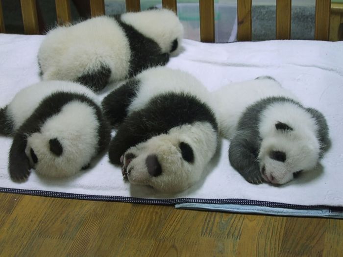 Pandas at Sichuan Giant Panda Sanctuaries (40 pics)