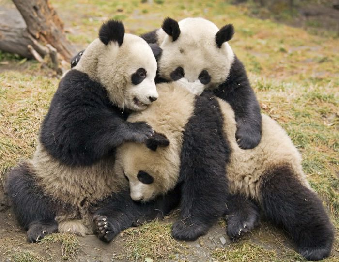 Pandas at Sichuan Giant Panda Sanctuaries (40 pics)