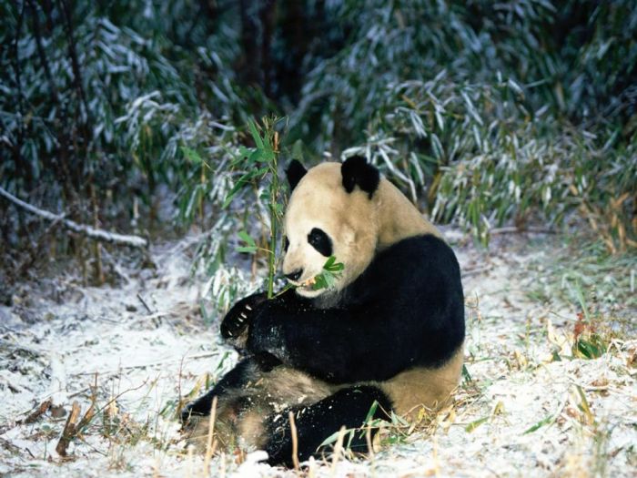 Pandas at Sichuan Giant Panda Sanctuaries (40 pics)