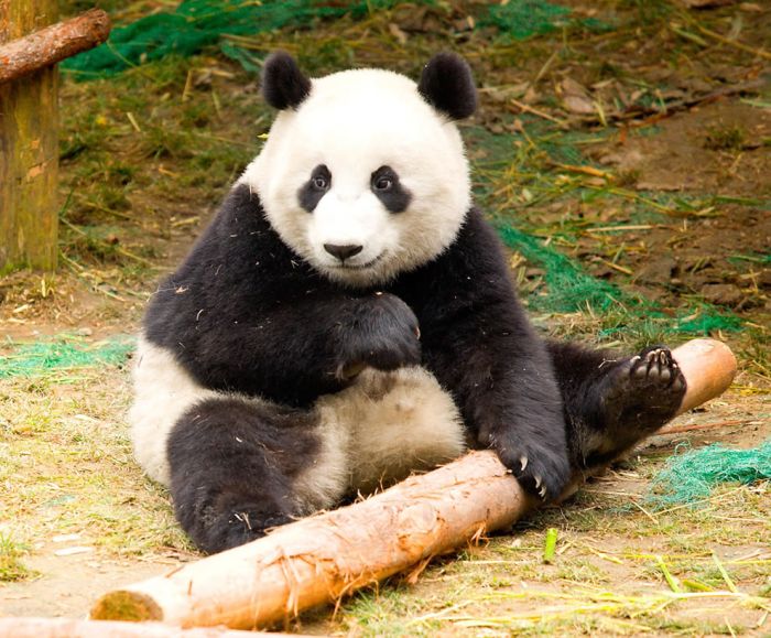 Pandas at Sichuan Giant Panda Sanctuaries (40 pics)