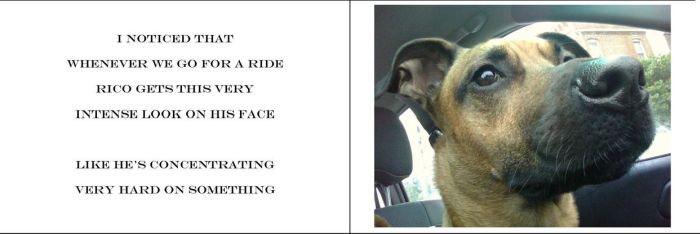 Going For A Ride (13 pics)