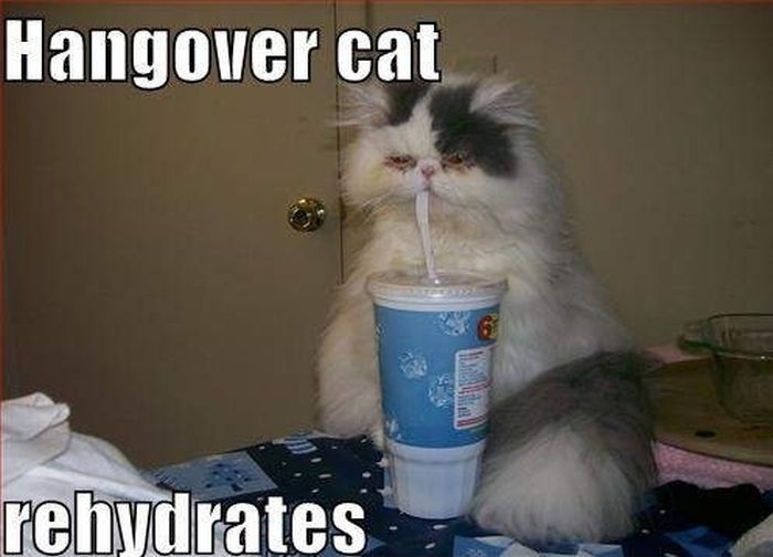 Hangover Cats (49 pics)