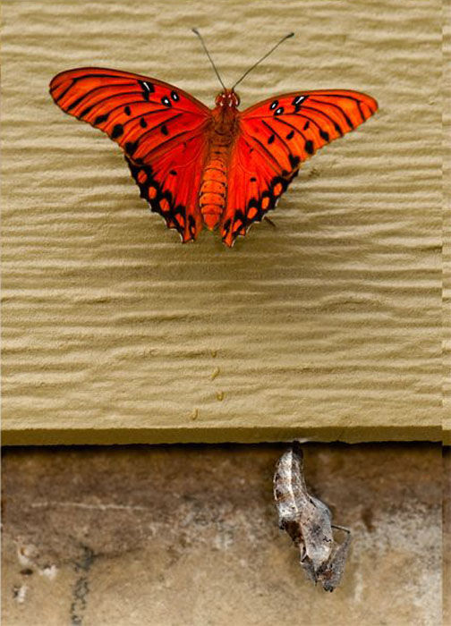 The Birth of a Butterfly (10 pics)