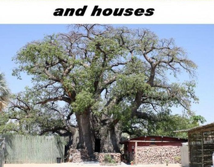 Baobab Tree Is Amazing (12 pics)