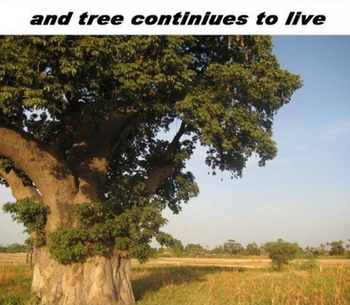 Baobab Tree Is Amazing (12 pics)