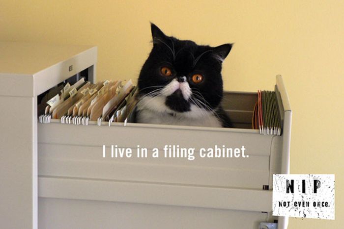 It's Not Normal. But on Catnip It Is (20 pics)