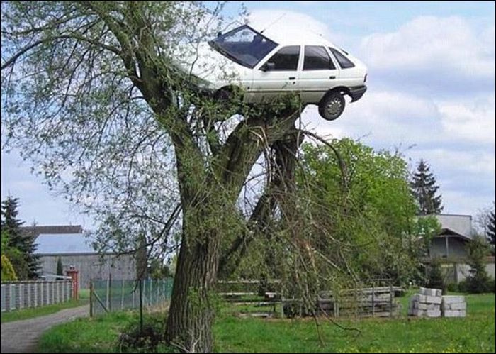 Car on the Top of a Tree (2 pics)