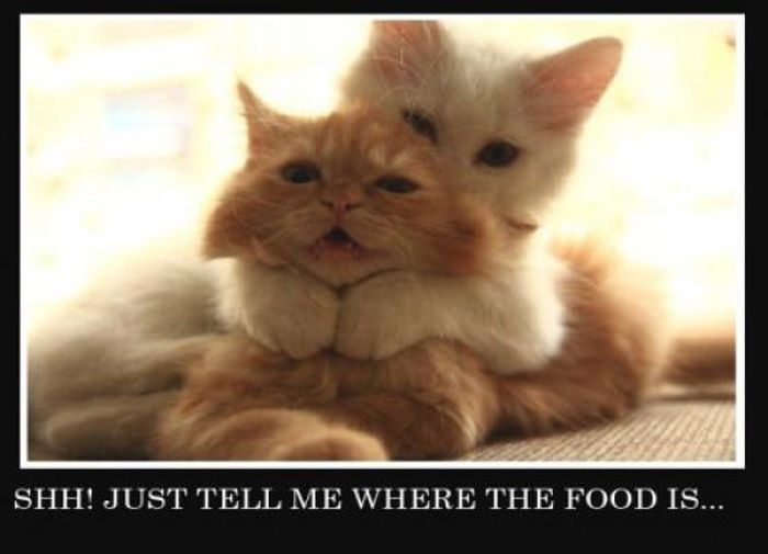 Funny Demotivational Posters (32 pics)