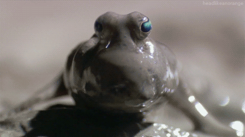 Acid Gifdump (10 gifs)