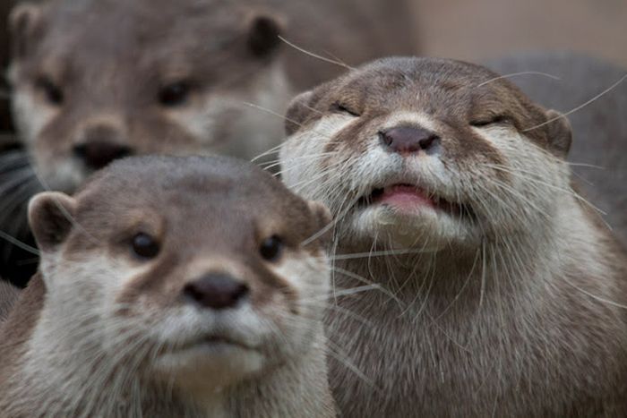 Animal Photobombers (35 pics)