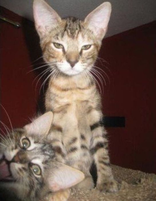 Animal Photobombers (35 pics)