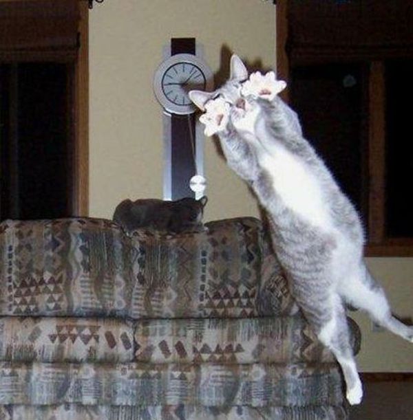 Animal Photobombers (35 pics)