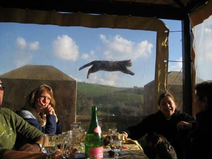 Animal Photobombers (35 pics)