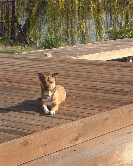 Animal Photobombers (35 pics)