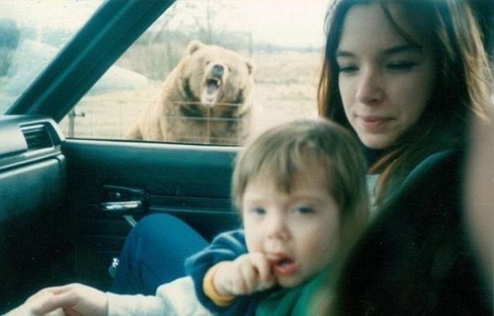 Animal Photobombers (35 pics)