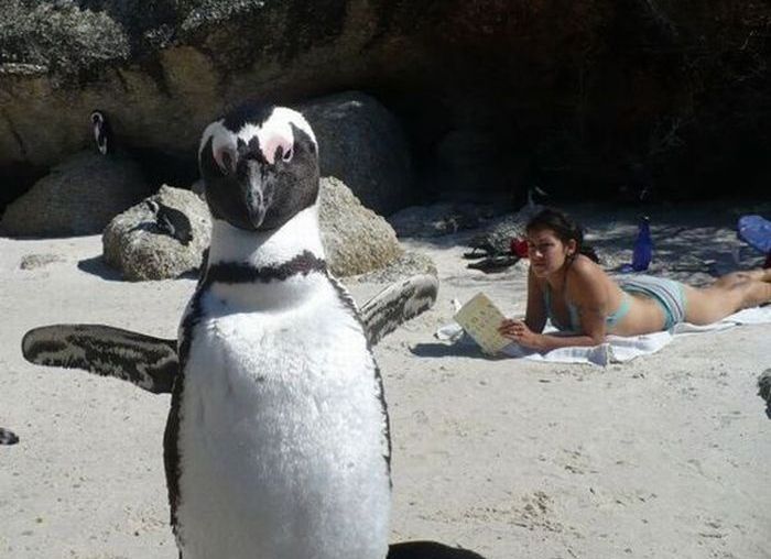 Animal Photobombers (35 pics)