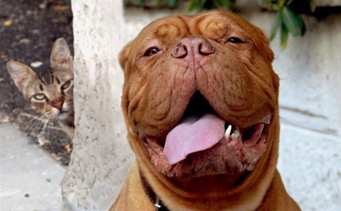 Animal Photobombers (35 pics)
