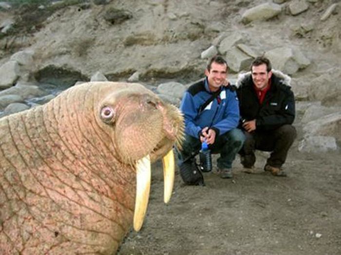 Animal Photobombers (35 pics)