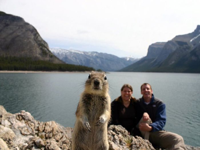 Animal Photobombers (35 pics)