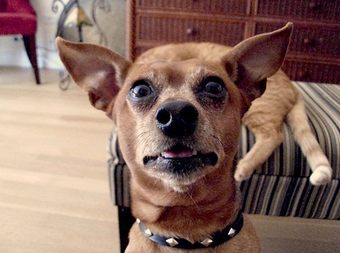 Animal Photobombers (35 pics)