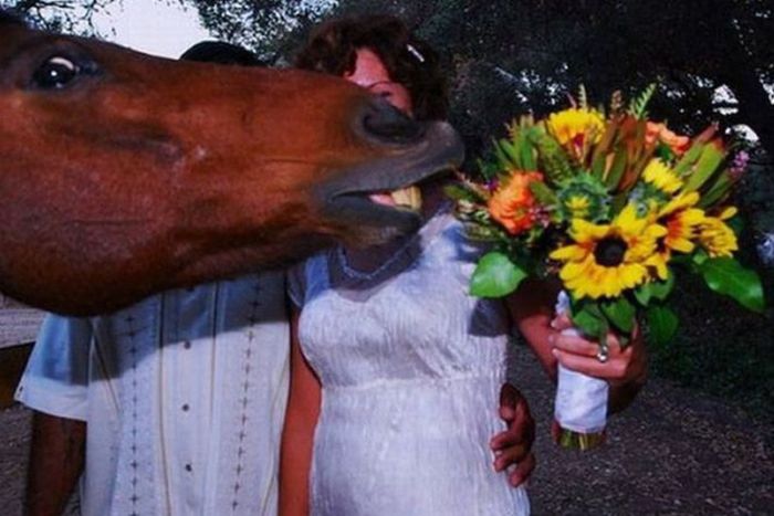 Animal Photobombers (35 pics)