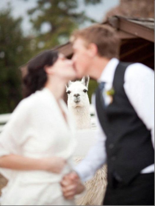 Animal Photobombers (35 pics)