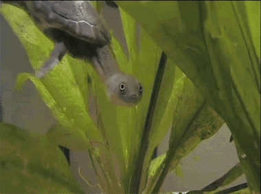 Acid Gifdump (25 gifs)