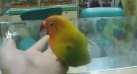 Parrot Missing His Girlfriend