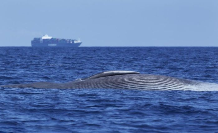 Blue Whale Killed by a Ship (4 pics)