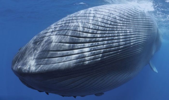 Blue Whale Killed by a Ship (4 pics)