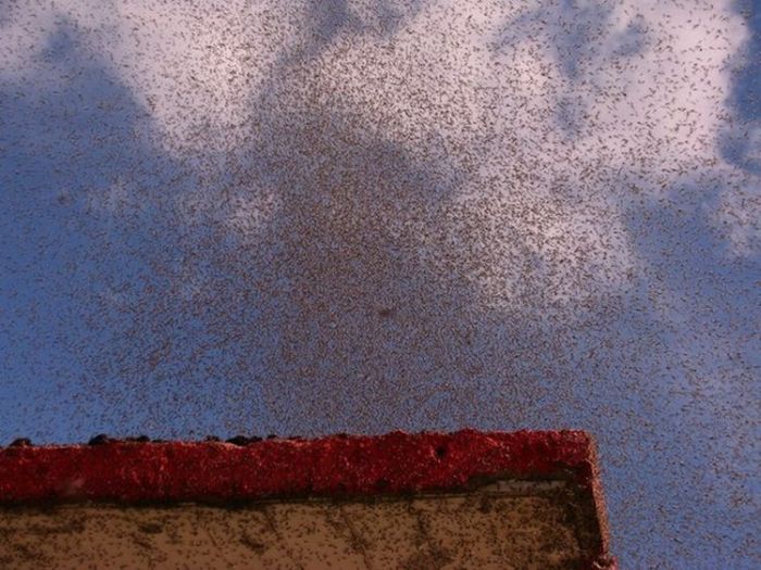 Swarms of Mosquitoes Over a Village in Belarus (18 pics)