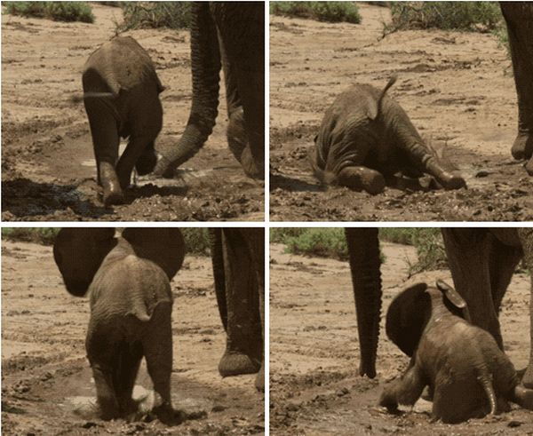 Baby Elephant Fail (4 gifs)