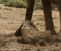 Baby Elephant Fail (4 gifs)