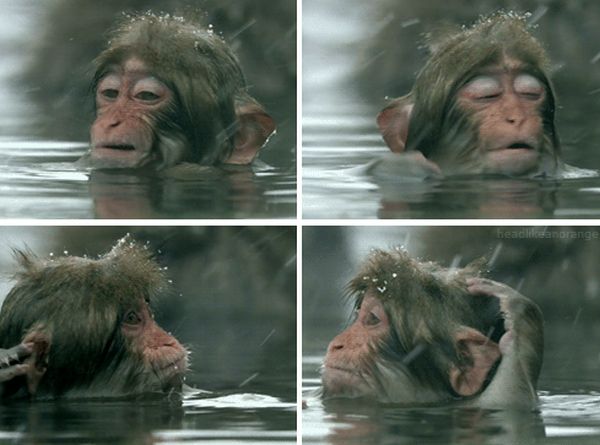 Monkey Wash (4 pics)