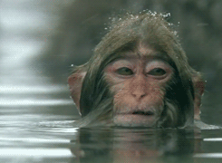 Monkey Wash (4 pics)